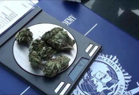 Cultivator şi comerciant de cannabis în Ştei, la doar 17 ani (FOTO/VIDEO)